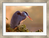 Framed Great Blue Heron Perches on a Tree at Sunrise in the Wetlands