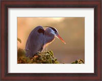 Framed Great Blue Heron Perches on a Tree at Sunrise in the Wetlands