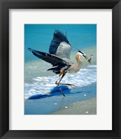 Framed Florida Captiva Island Great Blue Heron bird