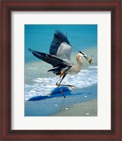 Framed Florida Captiva Island Great Blue Heron bird