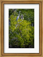 Framed Florida Great Blue Heron, bird, Rookery Bay