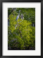 Framed Florida Great Blue Heron, bird, Rookery Bay
