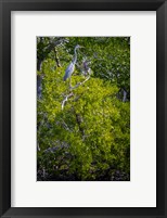 Framed Florida Great Blue Heron, bird, Rookery Bay