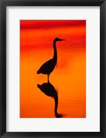 Framed Great Blue Heron Fishing at Sunset