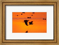 Framed Great Blue Herons Flying at Sunset