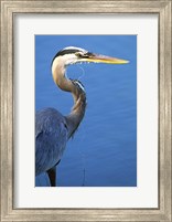 Framed Doomed Great Blue Heron, Venice, Florida