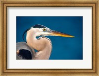 Framed Great Blue Heron, Sanibel Island