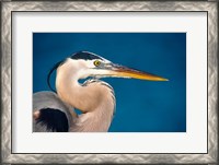 Framed Great Blue Heron, Sanibel Island