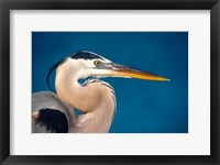 Framed Great Blue Heron, Sanibel Island