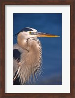 Framed Great Blue Heron, Florida