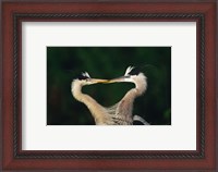 Framed Great Blue Heron Pair, Venice, Florida