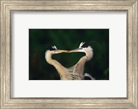 Framed Great Blue Heron Pair, Venice, Florida