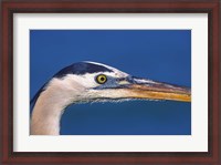 Framed Great Blue Heron, Sanibel Island, Florida