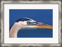 Framed Great Blue Heron, Sanibel Island, Florida