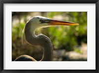 Framed Great Blue Heron, Florida