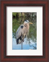 Framed Florida Orlando Great Blue Heron at Gatorland