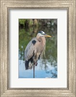 Framed Florida Orlando Great Blue Heron at Gatorland