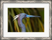 Framed Florida St Augustine, Little Blue Heron at the Alligator Farm