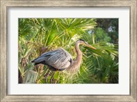 Framed Great Blue Heron at Gatorland