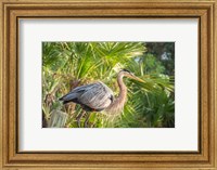 Framed Great Blue Heron at Gatorland