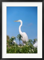 Framed Florida Orlando Great Blue Heron