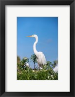 Framed Florida Orlando Great Blue Heron