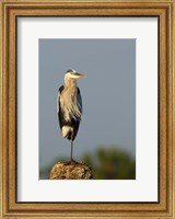 Framed Great Blue Heron bird, Viera wetlands, Florida