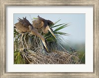 Framed Great Blue Heron chicks in nest looking for bugs, Florida