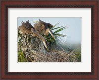 Framed Great Blue Heron chicks in nest looking for bugs, Florida