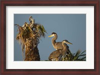 Framed Great Blue Heron bird, Viera wetlands, Florida