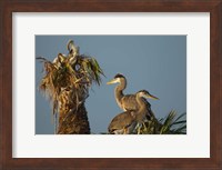 Framed Great Blue Heron bird, Viera wetlands, Florida