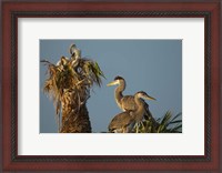 Framed Great Blue Heron bird, Viera wetlands, Florida