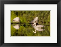 Framed Great Blue Heron Feeds in Katahdin Lake, Maine,