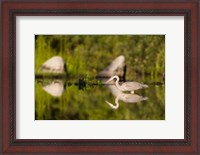 Framed Great Blue Heron Feeds in Katahdin Lake, Maine,