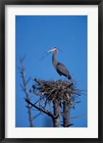 Framed Great Blue Heron bird, Lubberland Creek, NH