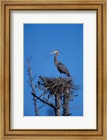 Framed Great Blue Heron bird, Lubberland Creek, NH