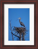 Framed Great Blue Heron bird, Lubberland Creek, NH