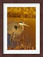 Framed Great Blue Heron bird, Bosque del Apache, New Mexico