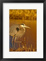 Framed Great Blue Heron bird, Bosque del Apache, New Mexico