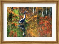 Framed Great Blue Heron in Fall Reflection, Adirondacks, New York