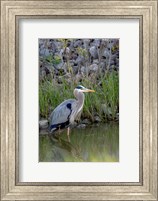 Framed Great Blue Heron bird Maumee Bay Refuge, Ohio
