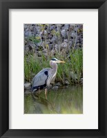 Framed Great Blue Heron bird Maumee Bay Refuge, Ohio