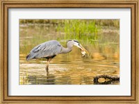 Framed Great Blue Heron bird, William L Finley NWR, OR