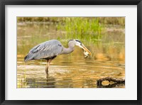 Framed Great Blue Heron bird, William L Finley NWR, OR