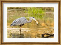 Framed Great Blue Heron bird, William L Finley NWR, OR