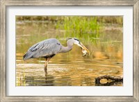 Framed Great Blue Heron bird, William L Finley NWR, OR