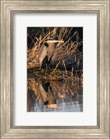 Framed OR, Baskett Slough NWR, Great Blue Heron bird