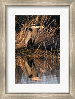 Framed OR, Baskett Slough NWR, Great Blue Heron bird