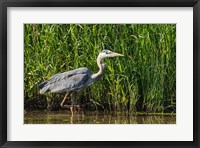 Framed Oregon, Baskett Slough, Great Blue Heron bird