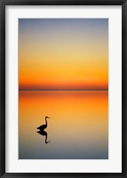 Framed Great Blue Heron at Sunset, Port Aransas, Texas